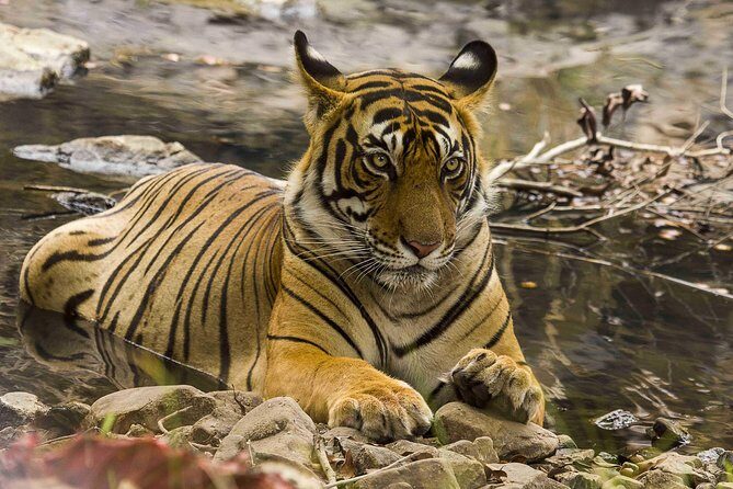 03 Days Private Wildlife Ranthambore Tiger Tour from Jaipur - Tigers in the wild: why Ranthambore feels different