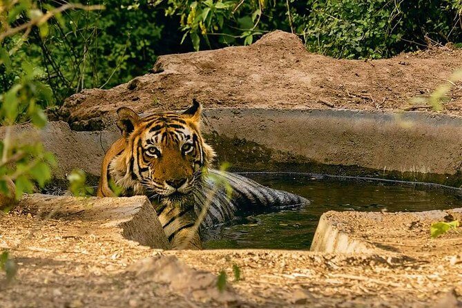 03 Days Private Wildlife Ranthambore Tiger Tour from Jaipur - The tiger question: hope, but don’t bet your whole trip on it