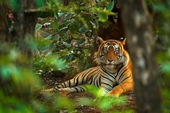 03 Days Private Wildlife Ranthambore Tiger Tour from Jaipur - Day 1 in Ranthambore: settle in and don’t over-schedule