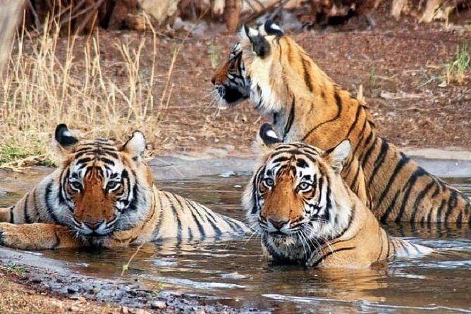 04 Days Ranthambore Tiger Tour With Agra & Jaipur By Car From Delhi - Amber Fort, Jal Mahal, Hawa Mahal, City Palace, and the best photo circuit