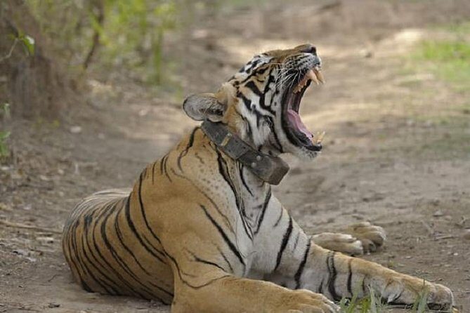 04 Days Ranthambore Tiger Tour With Agra & Jaipur By Car From Delhi - Agra Fort and craft time: A break from pure marble photos