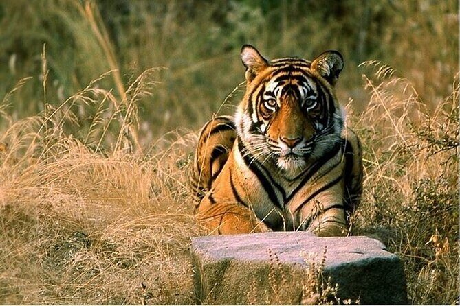 08 Days Golden Triangle Tour with Ranthambore and Jhalana Safari - Key things that make this tour work