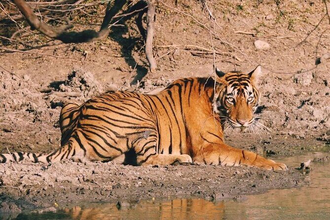 08 Days Golden Triangle Tour with Ranthambore and Jhalana Safari - Day 1 in Delhi: Bangla Sahib, Qutub Minar, and Old Delhi intensity