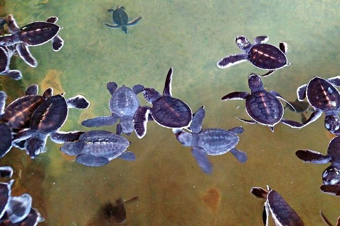 1 Day Private Tour Itinerary for Bentota, Hikkaduwa and Galle - Hikkaduwa beach break: easy water time between bigger stops