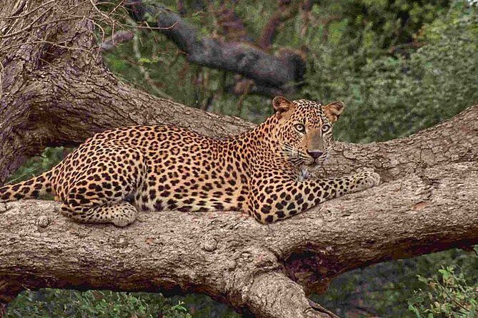 1 Day tour to Yala National Park or Udawalawe National Park - First stop option: Yala National Park for variety and birdlife