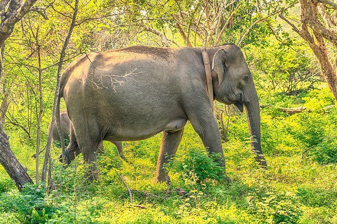 1 Day tour to Yala National Park or Udawalawe National Park - Doing Yala and Udawalawe in one day: worth it, or too much?