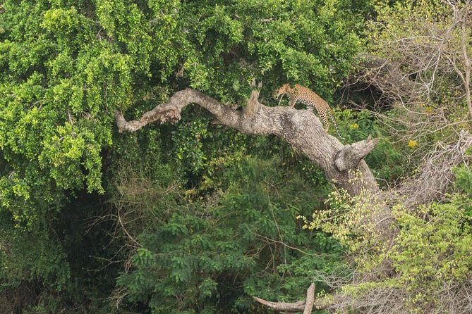 1 Day tour to Yala National Park or Udawalawe National Park - The safari jeep question: why it’s the big missing piece