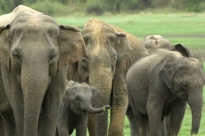 1 Day tour to Yala National Park or Udawalawe National Park - The AC ride, highway tickets, water, and 4G