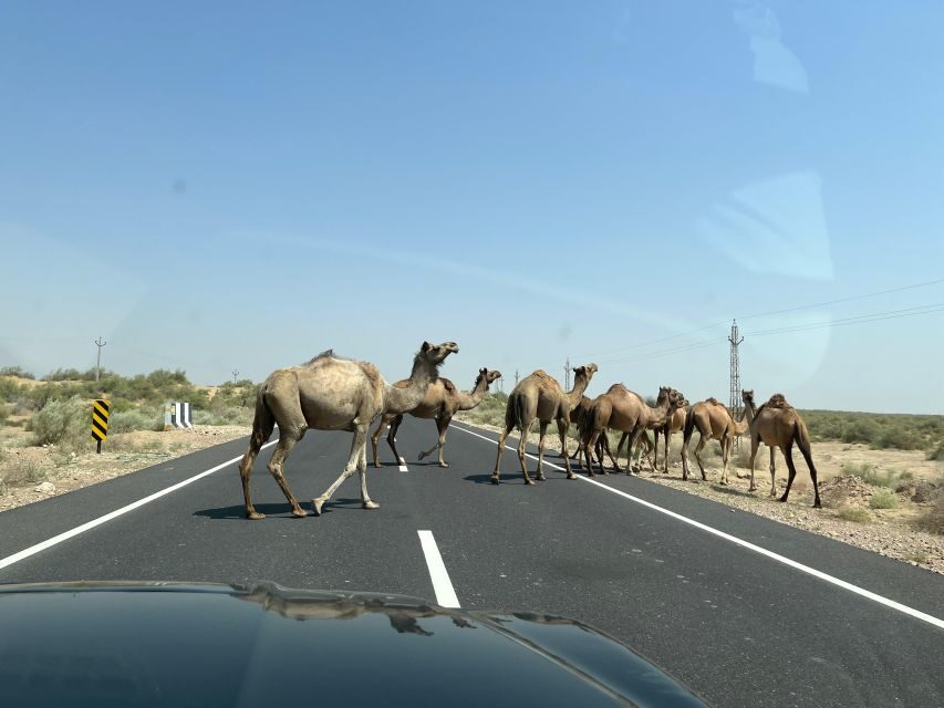 1 night 2 days Thar Desert Experience Jaisalmer - Key highlights you will actually notice