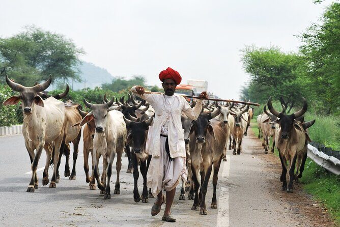 10 Day Colorful Rajasthan Tour with Taj Mahal and Wildlife - Ranthambore wildlife: early starts done for a reason