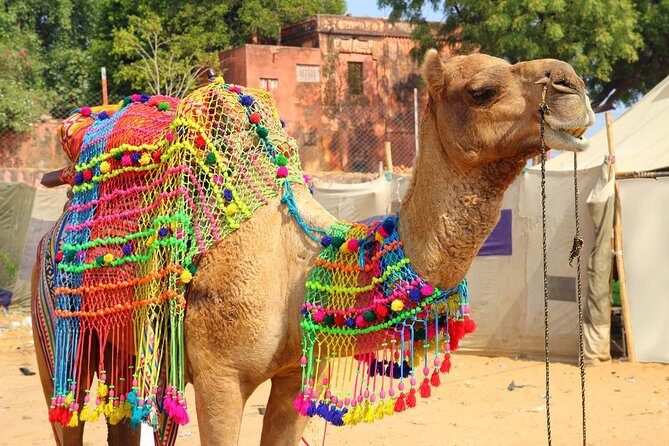 10-Days Golden Triangle with Pushkar & Varanasi from Delhi - Key highlights worth your attention