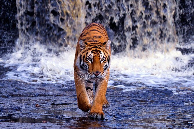 12 Day Classic Rajasthan Tour - Taj Mahal Tigers Lakes & Wildlife - Delhi in a half-day format: old markets, major monuments, and one very full schedule