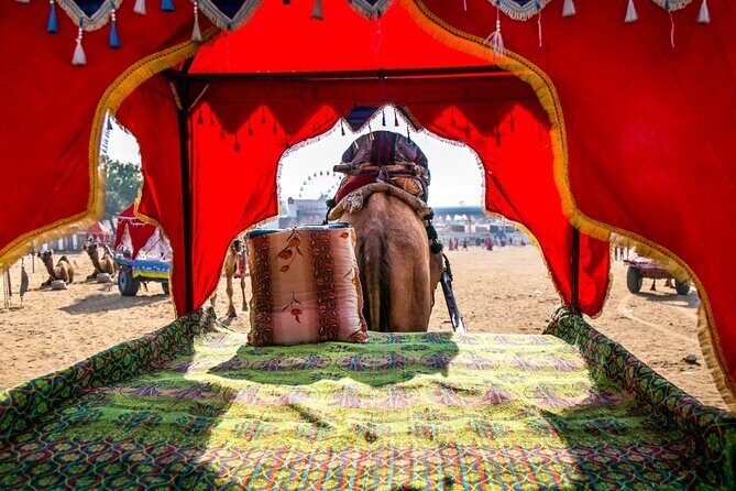 12 Day Royal Rajasthan Tour - Taj Mahal Tigers Lakes & Wildlife - Ranthambore tiger safaris: two game drives and how to be ready