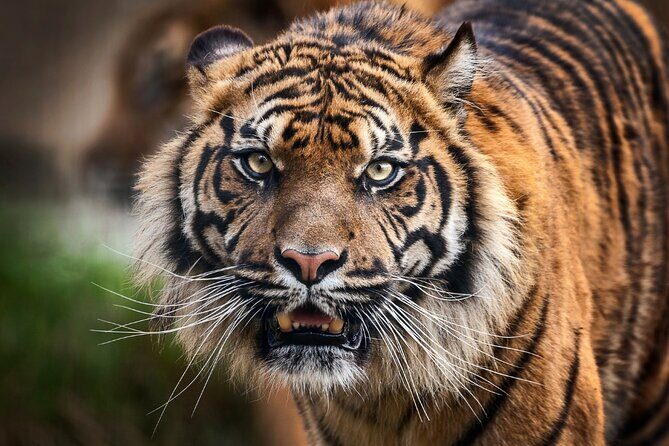12 Day Royal Rajasthan Tour - Taj Mahal Tigers Lakes & Wildlife - Delhi day: Jama Masjid, rickshaws, and Qutub Minar without the guesswork