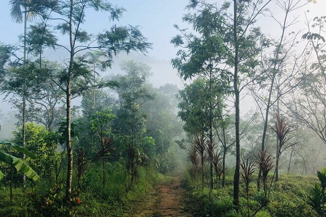 12 Hours Private Munnar Tour from Kochi - Munnar in 12 Hours: a packed but satisfying day