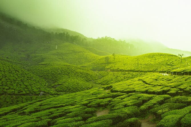 12 Hours Private Munnar Tour from Kochi - Kochi to Munnar by road: start early, expect the curves
