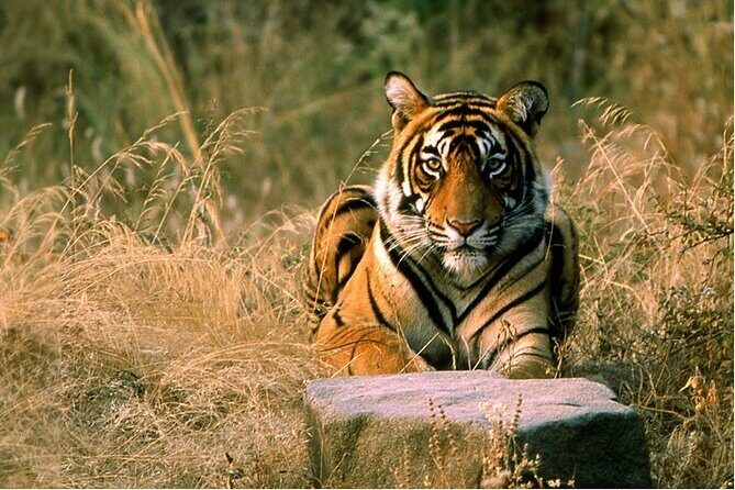14 Days Golden Triangle with Wildlife Safari & Heritage Rajasthan - Agra: Taj Mahal sunrise, then the other “must-sees”