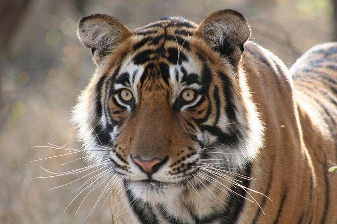 2-Day Private Tour to Ranthambhore Tiger Safari Tour from Jaipur - Key Points You’ll Care About