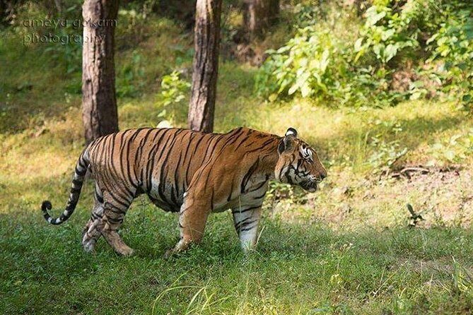 2-Day Private Tour to Ranthambhore Tiger Safari Tour from Jaipur - Getting Out of Jaipur: the 8am Pickup to Sawai Madhopur