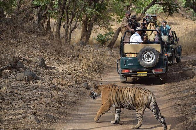 2-Day Private Tour to Ranthambhore Tiger Safari Tour from Jaipur - Transport and Timing: How the Private Tour Still Works with Shared Safaris