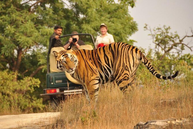 2-Day Ranthambore National Park Tour From Jaipur - Key things to know before you go