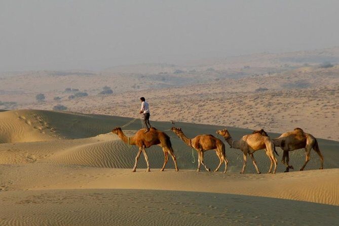 2 Days-1 Night Camel Tour - Quick Take