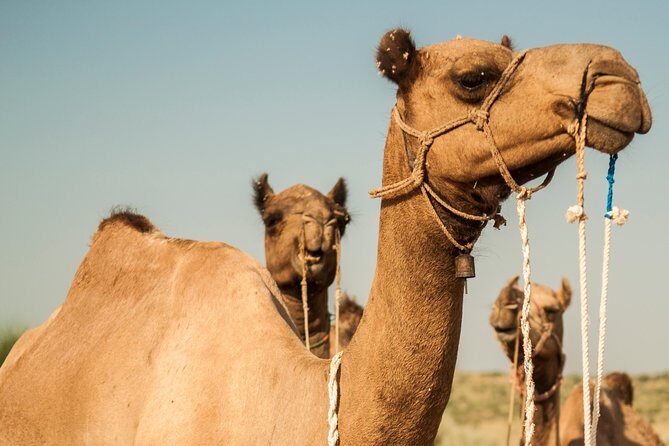 2 Days and 1 Night Camel Safari - Meeting point in Fort Jaisalmer: how the day starts