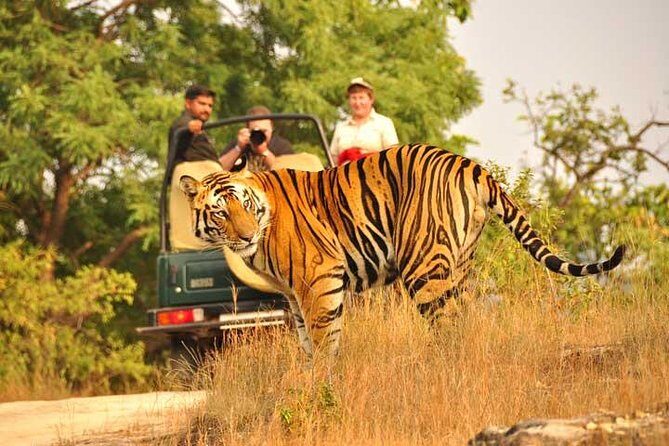 2-Days Private Ranthambhore Tiger Tour from Jaipur - Day 1 in Ranthambore: check-in, first look, then the real waiting