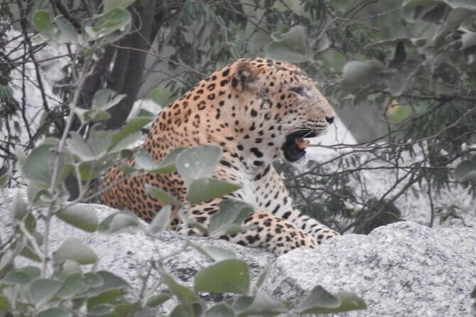 2 Days Safari Tour in Jawai and Jodphur - Key Things I’d Pay Attention To