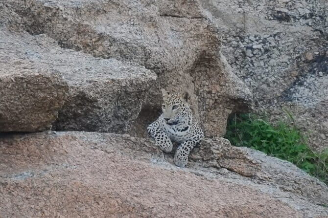 2 Days Safari Tour in Jawai and Jodphur - Two Jeep Safaris: Why Your Odds Improve