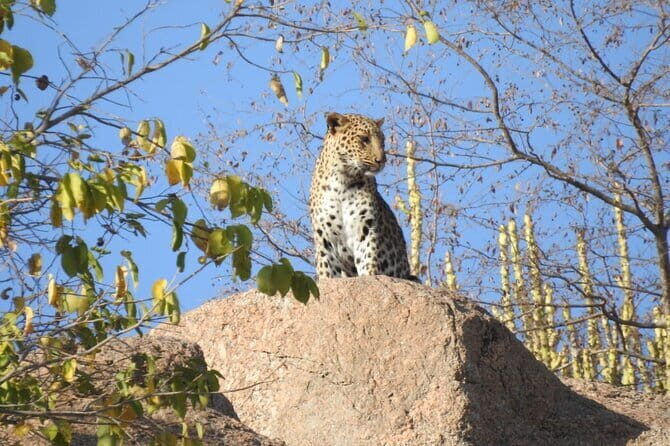 2 Days Safari Tour in Jawai and Jodphur - Jodhpur Transfer and Optional Fort/Blue City Stops