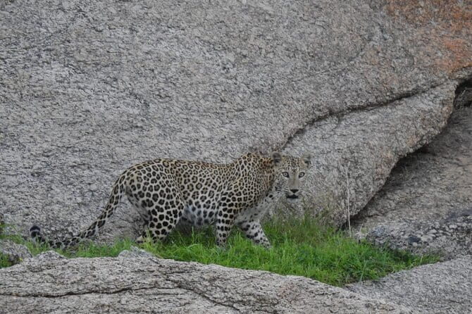 2 Days Safari Tour in Jawai and Jodphur - Day 1 From Jodhpur to Jawai Bandh, Afternoon Wildlife Time