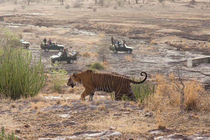 2-Night Private Ranthambore National Park and Wildlife Tour from Delhi - Why This Ranthambore-from-Delhi Plan Works