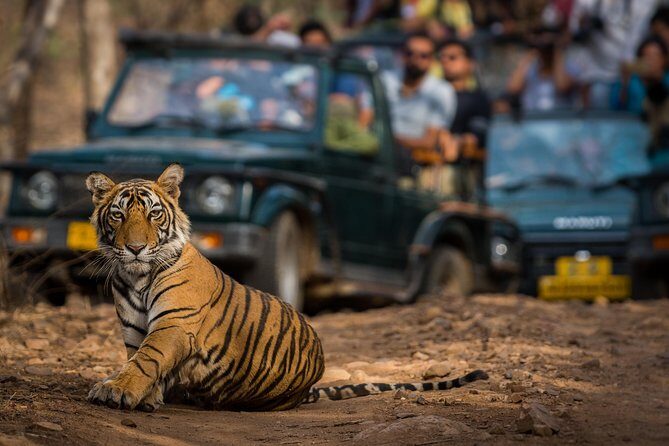 2-Night Private Ranthambore National Park and Wildlife Tour from Delhi - Day 2: The Two Safaris That Make or Break the Tiger Odds