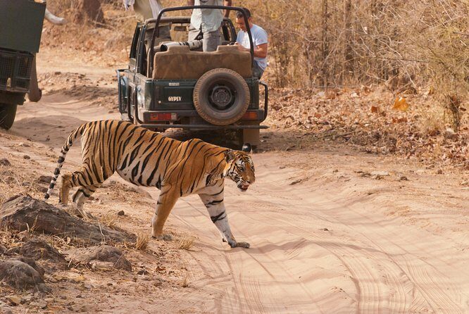 2-Night Private Ranthambore National Park and Wildlife Tour from Delhi - Hotel Base: 3-Star Comfort and the “Don’t Panic” Level of Expectation