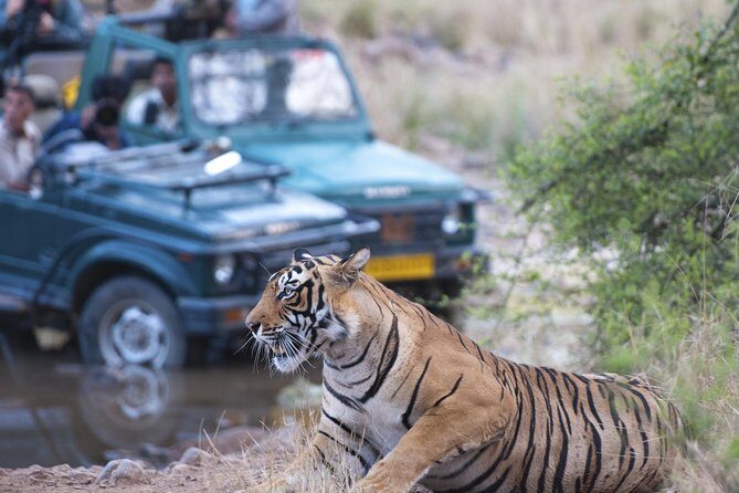 2-Night Private Ranthambore National Park and Wildlife Tour from Delhi - The Overnight Train: What the Comfort Level Really Means