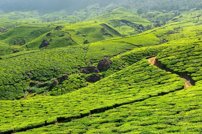 2 Nights Misty Munnar Sightseeing (Private Tour with Car) - Iris Holidays - Who this private tour suits best