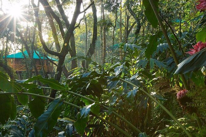 2 Nights Munnar Treehouse Escape with Private Car- Iris Holidays - Day 2 in Munnar: Eravikulam Park, tea culture, and Mattupetty Dam