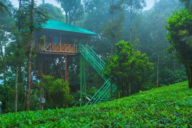 2 Nights Munnar Treehouse Escape with Private Car- Iris Holidays - Day 1: Tea Gardens en route, then you settle in