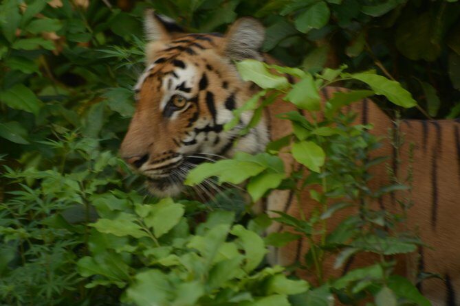 2 Nights Stay at Dhikala Zone in Jim Corbett National Park - Private guide + registered Jypsy: how the safari experience works