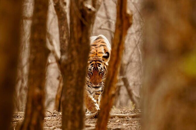 3-Day Private Ranthambhore Tiger Tour Including Delhi, Agra, Jaipur - Golden Triangle, with tiger-country detour