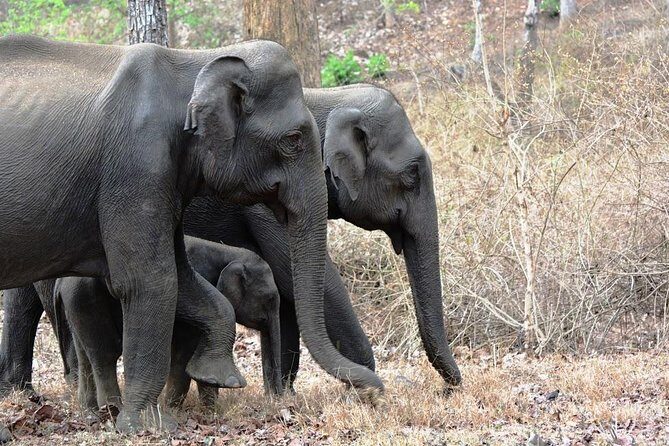 3-Day Wayanad Tour from Bangalore - Day 1: Edakkal Caves, Ambalavayal Heritage Museum, and Cheengeri’s climb