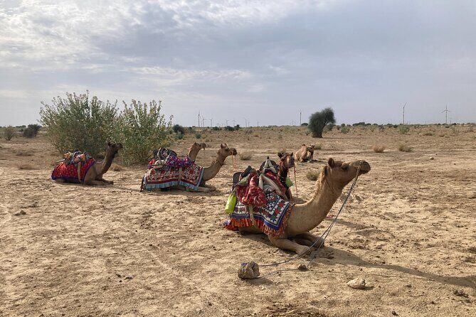 3 Days Tour in Wild Desert Safari - Day 1: dunes, camel riding, sunset, and sleeping under stars