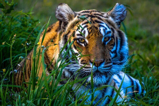 4 Day Golden Triangle Tour with Ranthambore Tiger Safari - Agra Sunrise Taj Mahal: The 5:45 AM Advantage