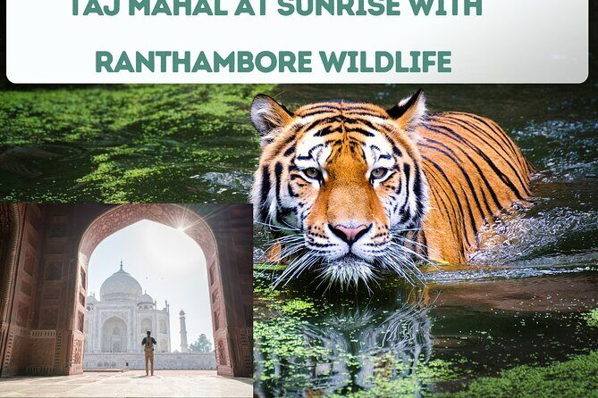 4 Day Golden Triangle Tour with Ranthambore Tiger Tour - Hotels and meals: where your comfort is actually protected