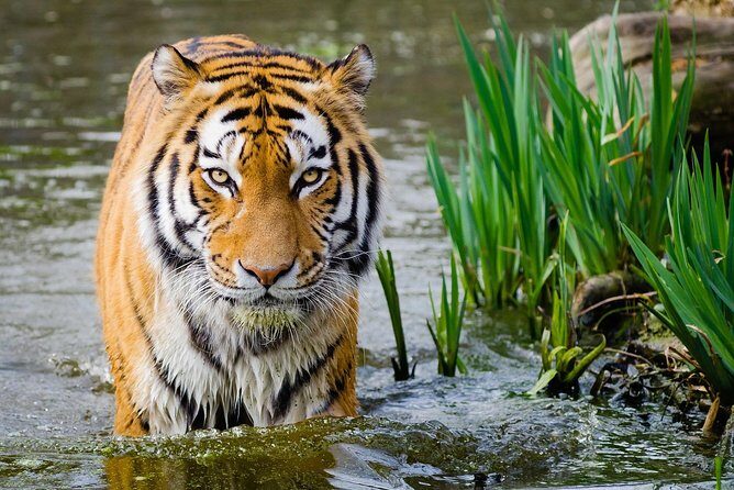 4 Day Golden Triangle with Ranthambore Tiger Safari Tour from Delhi - How This 4-Day Golden Triangle + Ranthambore Run Really Feels