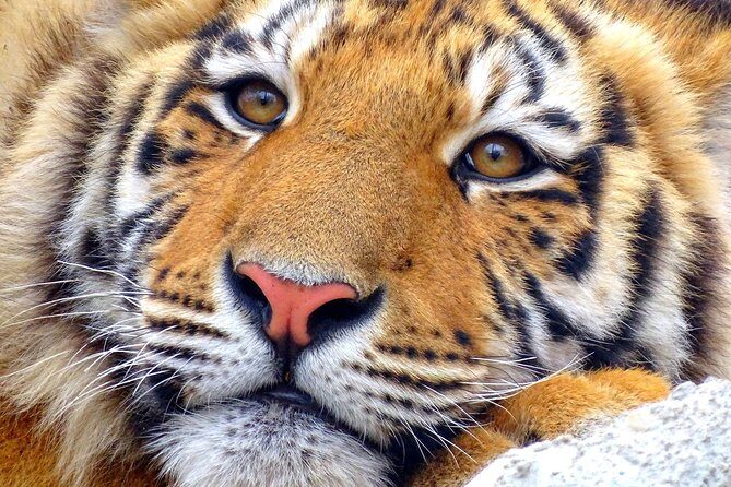 4 Day Golden Triangle with Ranthambore Tiger Safari Tour from Delhi - Price and the Real Budget: What $289.58 Covers, and What You’ll Still Pay