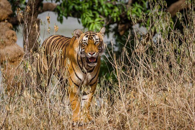 4-Day Private Ranthambhore Tiger Tour Including Delhi, Agra and Jaipur - Price and what you’re really buying for $549.30