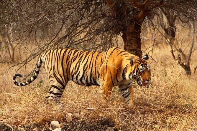 4-Day Private Ranthambhore Tiger Tour Including Delhi, Agra and Jaipur - Day 1: Delhi monuments to Agra with a smart first-day rhythm