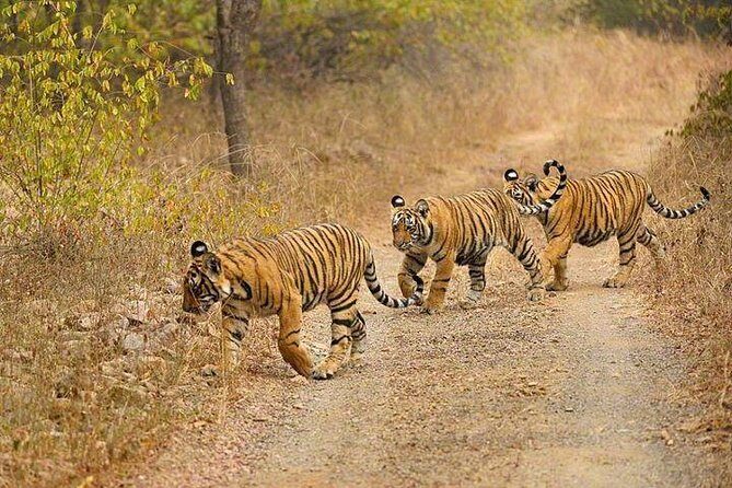 4-Day Ranthambore Tiger Safari Tour to Agra and Jaipur from Delhi - Ranthambore Tiger Safari: Two Shared Drives With a Naturalist